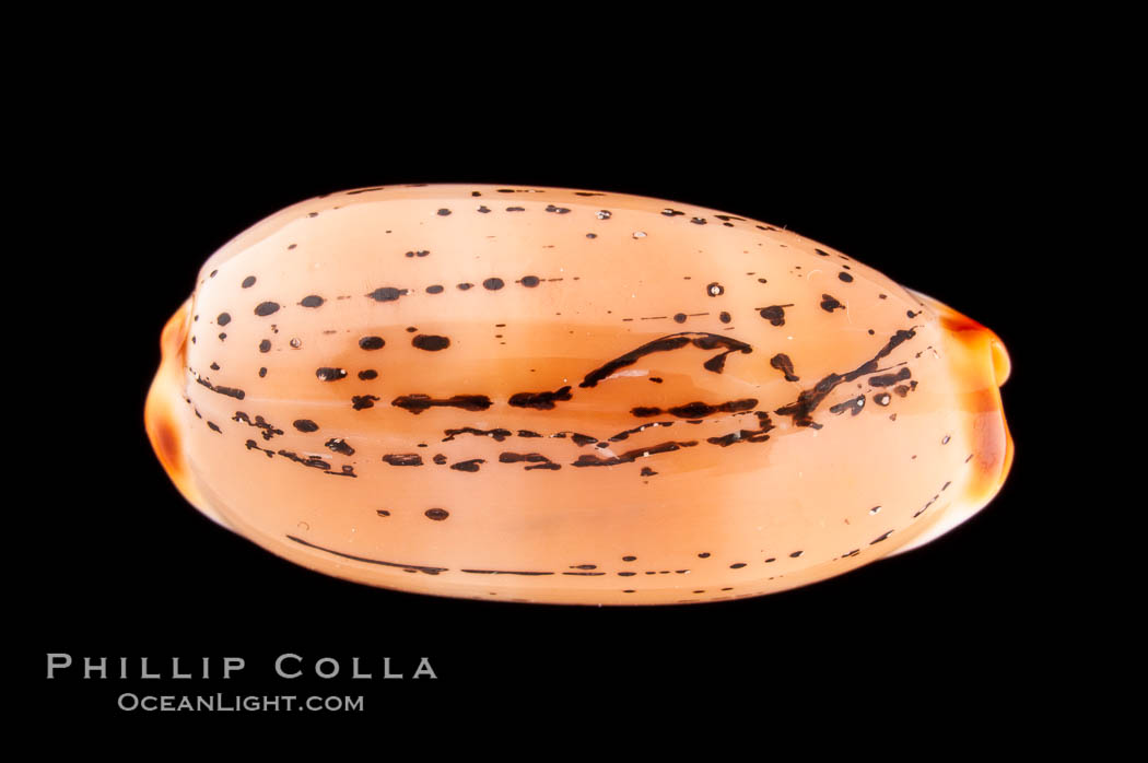Controversial Cowrie., Cypraea controversa atriceps, natural history stock photograph, photo id 08185