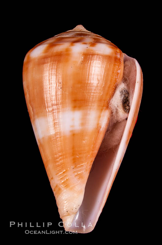 Conus mutabilis., Conus mutabilis, natural history stock photograph, photo id 07967