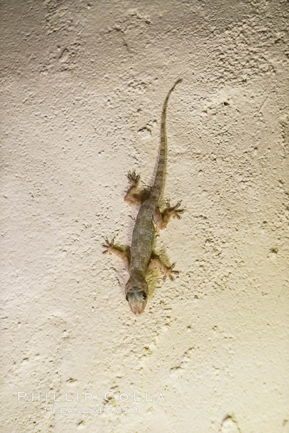 Cool little Gecko on the wall of my room in Elsa's Kopje Safari Lodge, Meru National Park, Kenya., natural history stock photograph, photo id 29641