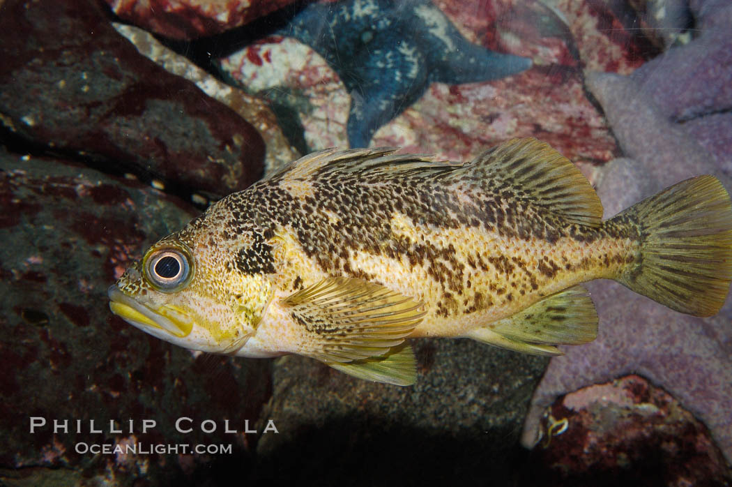 Copper rockfish., Sebastes caurinus, natural history stock photograph, photo id 08920