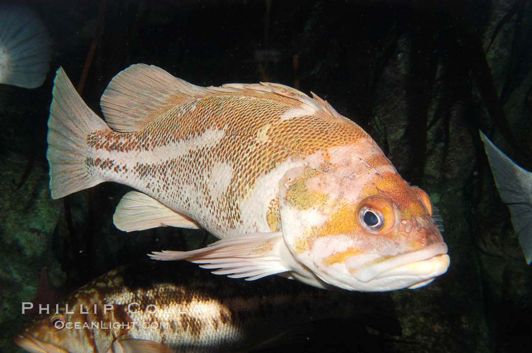 Copper rockfish., Sebastes caurinus, natural history stock photograph, photo id 09020