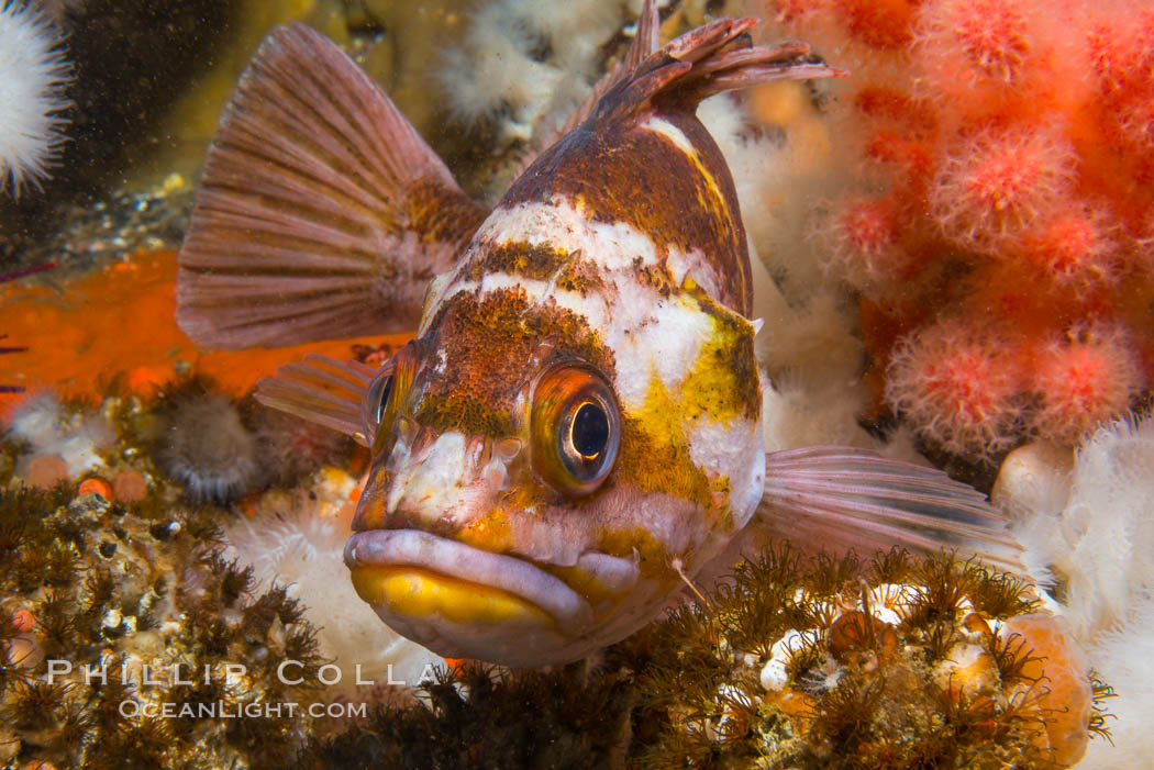 Copper Rockfish Sebastes caurinus with pink soft corals and reef invertebrate life,  Browning Passage, Vancouver Island, British Columbia. Canada, Sebastes caurinus, natural history stock photograph, photo id 34365