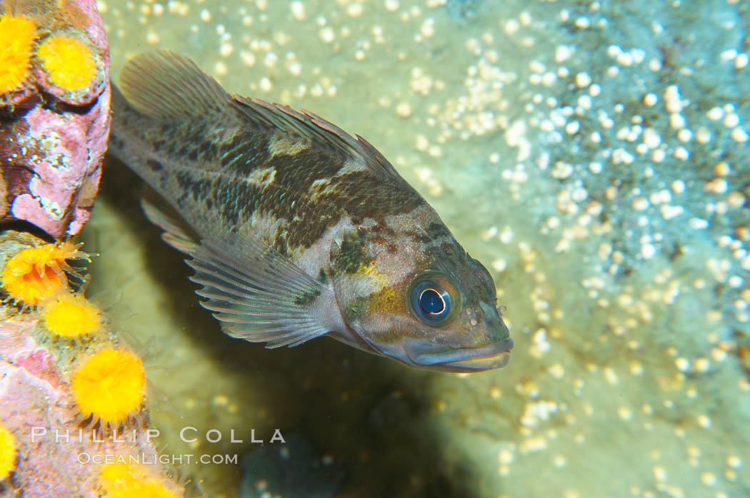 Copper rockfish., Sebastes caurinus, natural history stock photograph, photo id 13694