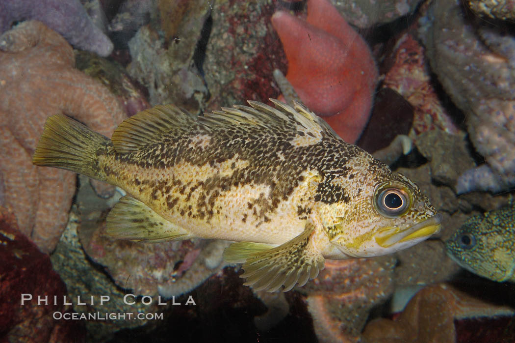 Copper rockfish., Sebastes caurinus, natural history stock photograph, photo id 08921