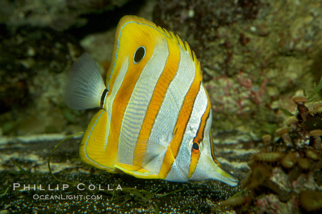 Copperband butterflyfish., Chelmon rostratus, natural history stock photograph, photo id 10998