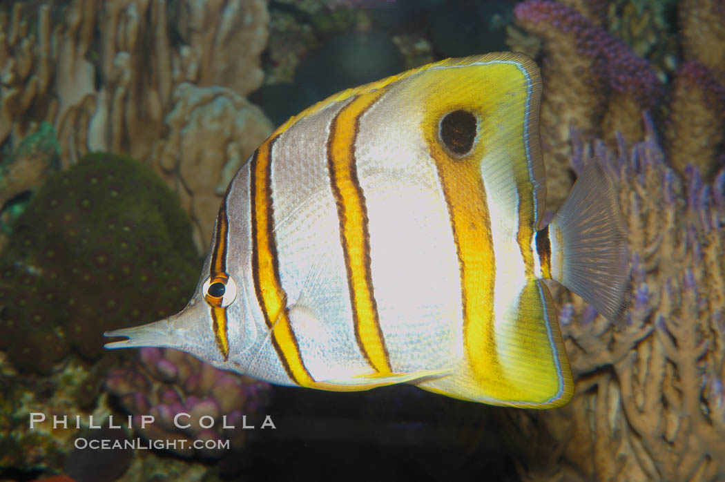 Copperband butterflyfish., Chelmon rostratus, natural history stock photograph, photo id 08808