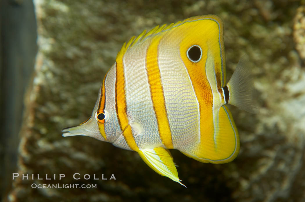 Copperband butterflyfish., Chelmon rostratus, natural history stock photograph, photo id 10996