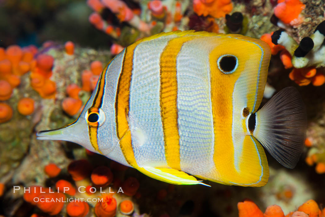 Copperband butterflyfish., Chelmon rostratus, natural history stock photograph, photo id 27216
