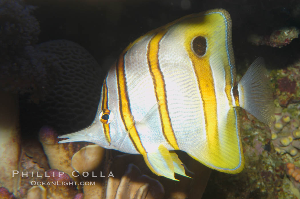 Copperband butterflyfish., Chelmon rostratus, natural history stock photograph, photo id 08811