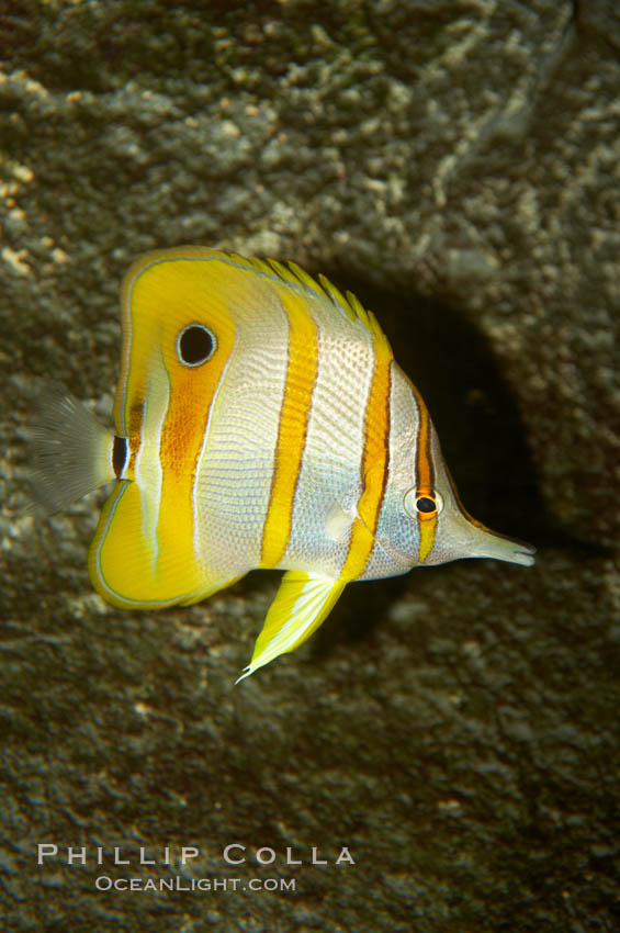 Copperband butterflyfish., Chelmon rostratus, natural history stock photograph, photo id 10995