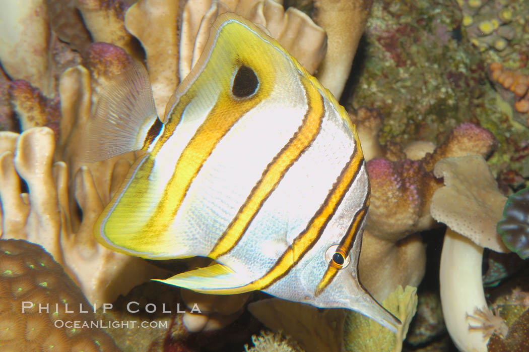 Copperband butterflyfish., Chelmon rostratus, natural history stock photograph, photo id 08809