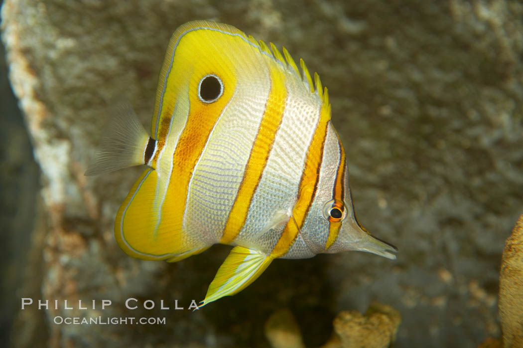 Copperband butterflyfish., Chelmon rostratus, natural history stock photograph, photo id 10997