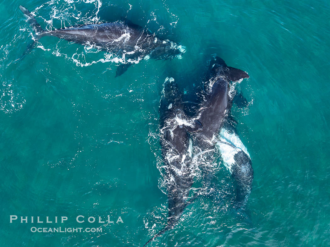 Copulating Southern Right Whales, aerial photo. Two males are simultaneously attempting to copulate with the female in the middle. By permission of the Government of Argentina, Chubut, permit # 51 / 2025-SsCyA., Eubalaena australis, natural history stock photograph, photo id 41316