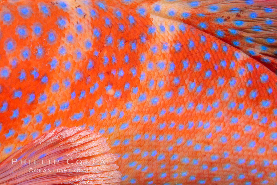 Coral Hind, Cephalopholis miniata, also known as Coral Trout and Coral Grouper, Fiji. Namena Marine Reserve, Namena Island, Cephalopholis miniata, natural history stock photograph, photo id 34926