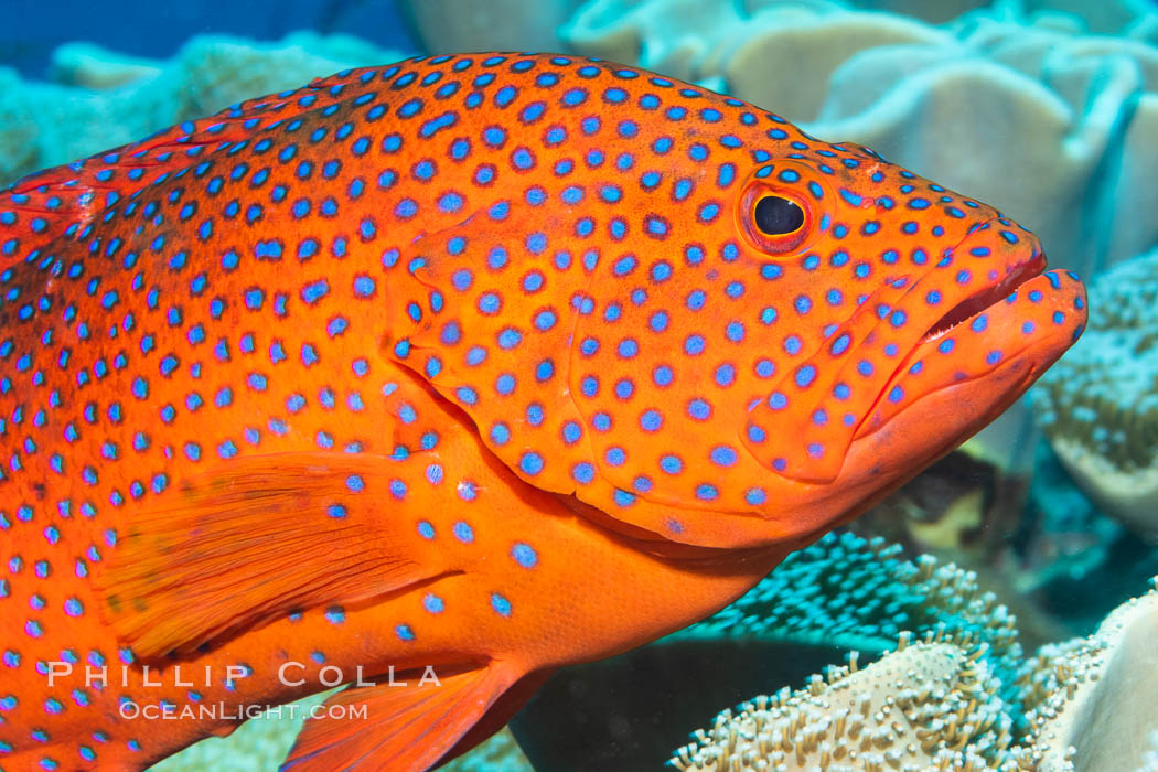 Coral Hind, Cephalopholis miniata, also known as Coral Trout and Coral Grouper, Fiji. Namena Marine Reserve, Namena Island, Cephalopholis miniata, natural history stock photograph, photo id 34757
