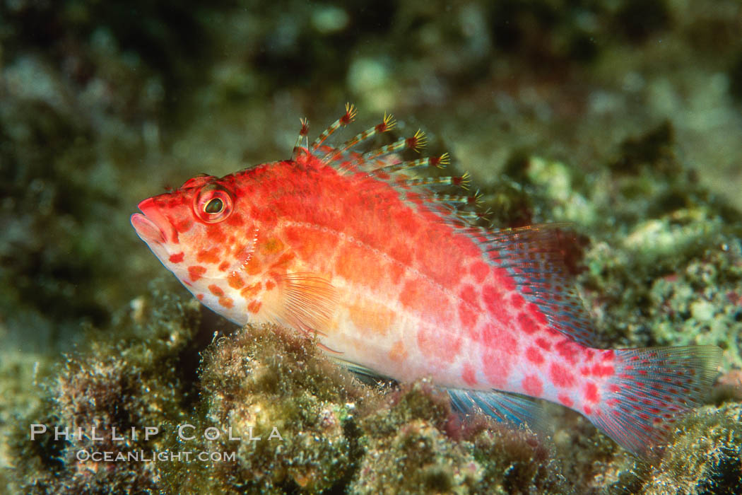 Coral hawkfish. Wolf Island, Galapagos Islands, Ecuador, Cirrhitichthys oxycephalus, natural history stock photograph, photo id 05058