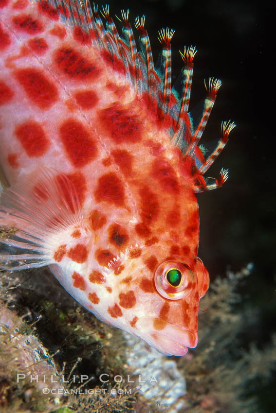 Coral hawkfish, Cirrhitichthys oxycephalus, Wolf Island