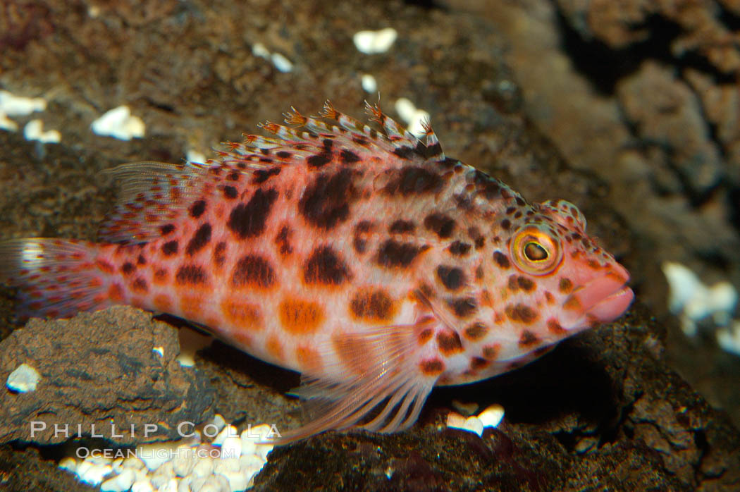 Coral hawkfish. Punte Vicente Roca, Cirrhitichthys oxycephalus, natural history stock photograph, photo id 09228