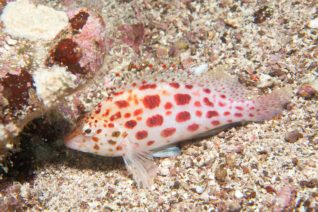 Coral hawkfish. Cousins, Galapagos Islands, Ecuador, Cirrhitichthys oxycephalus, natural history stock photograph, photo id 16404