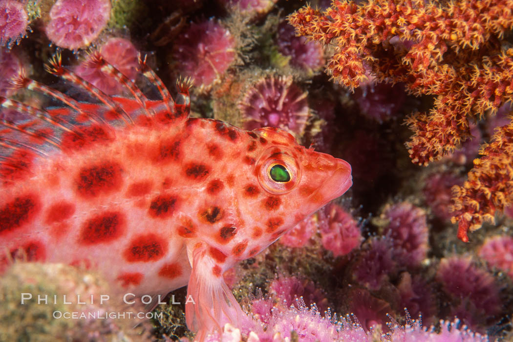 Coral hawkfish. Wolf Island, Galapagos Islands, Ecuador, Cirrhitichthys oxycephalus, natural history stock photograph, photo id 05055