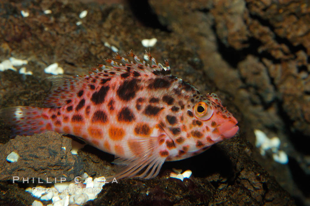 Coral hawkfish. Punte Vicente Roca, Cirrhitichthys oxycephalus, natural history stock photograph, photo id 09227