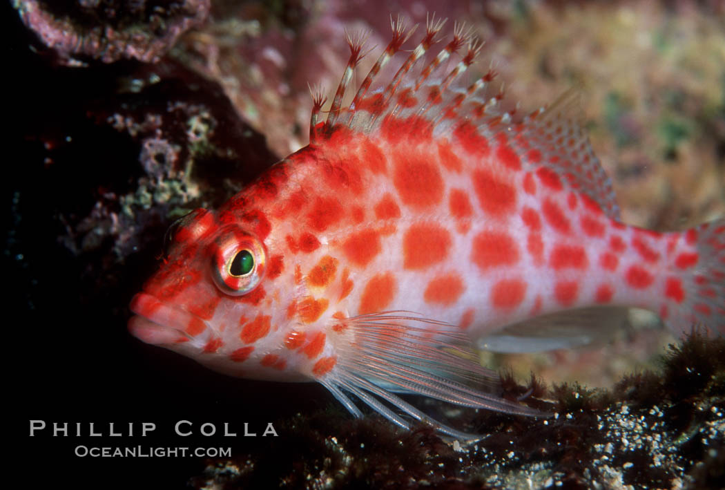 Coral hawkfish. Wolf Island, Galapagos Islands, Ecuador, Cirrhitichthys oxycephalus, natural history stock photograph, photo id 02433