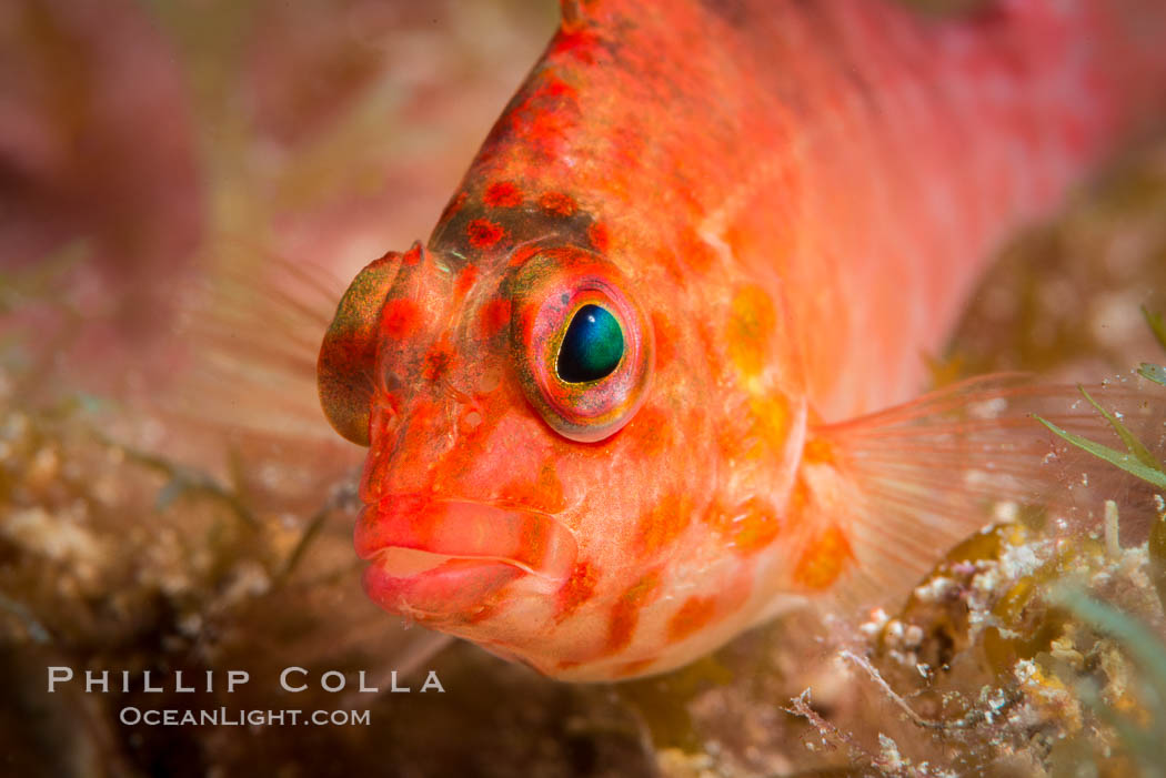 Coral Hawkfish, Sea of Cortez, Baja California. Isla San Diego, Mexico, natural history stock photograph, photo id 33554