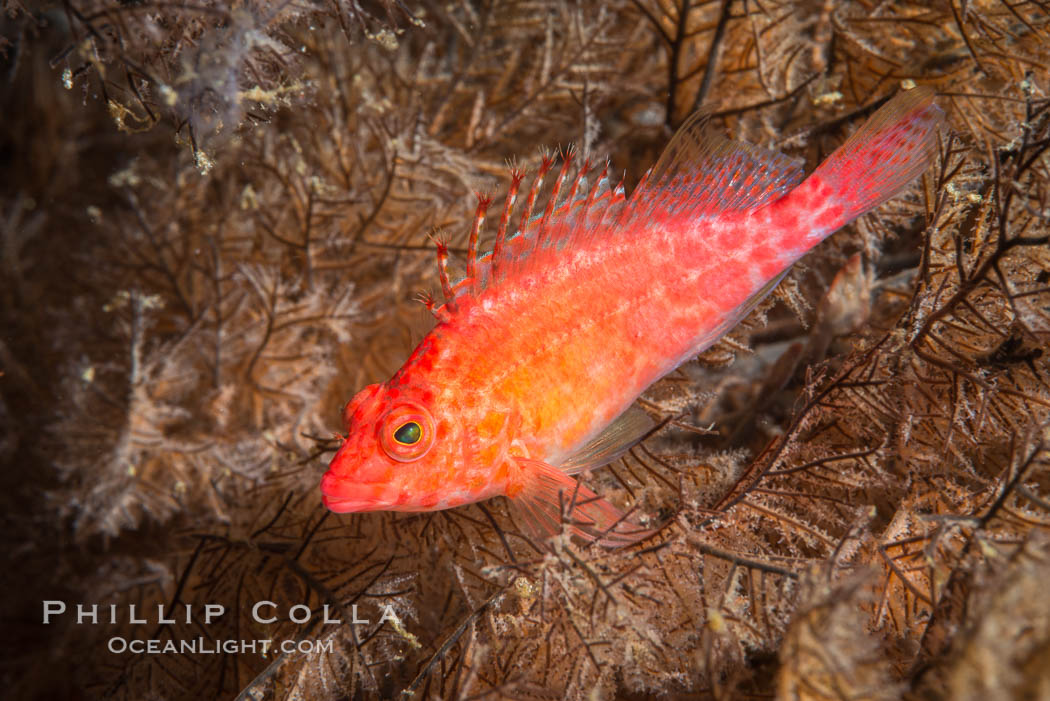 Coral Hawkfish, Sea of Cortez, Baja California. Isla San Diego, Mexico, natural history stock photograph, photo id 33566