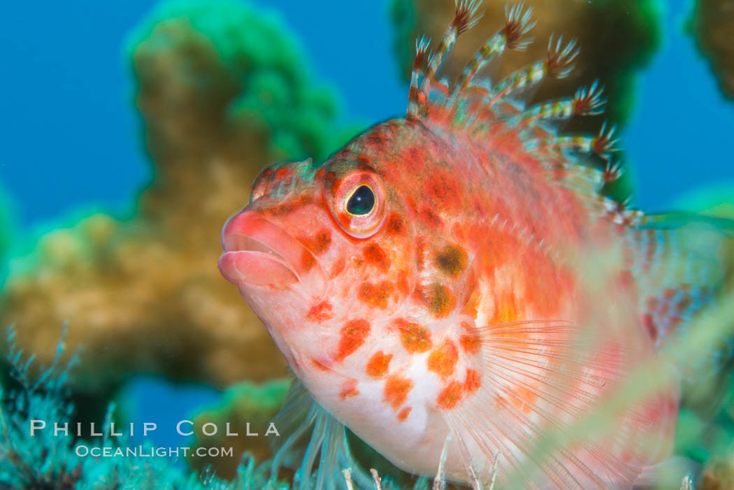 Coral Hawkfish, Sea of Cortez, Baja California. Mexico, natural history stock photograph, photo id 33610