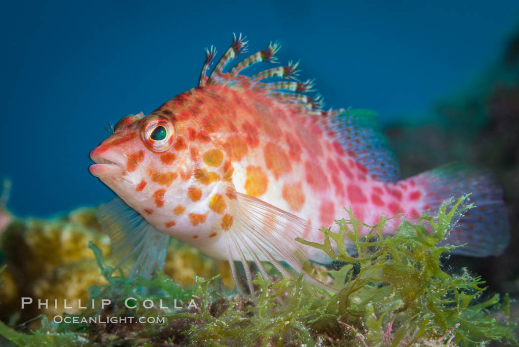 Coral Hawkfish, Sea of Cortez, Baja California. Isla San Diego, Mexico, natural history stock photograph, photo id 33714