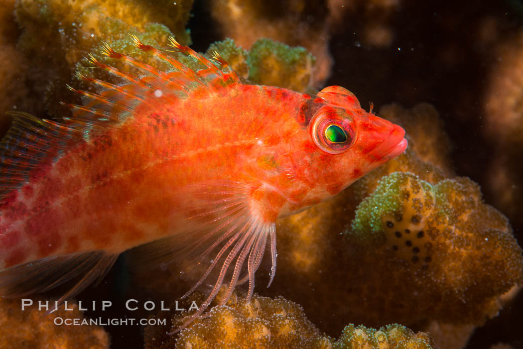 Coral Hawkfish, Sea of Cortez, Baja California. Isla San Diego, Mexico, natural history stock photograph, photo id 33552