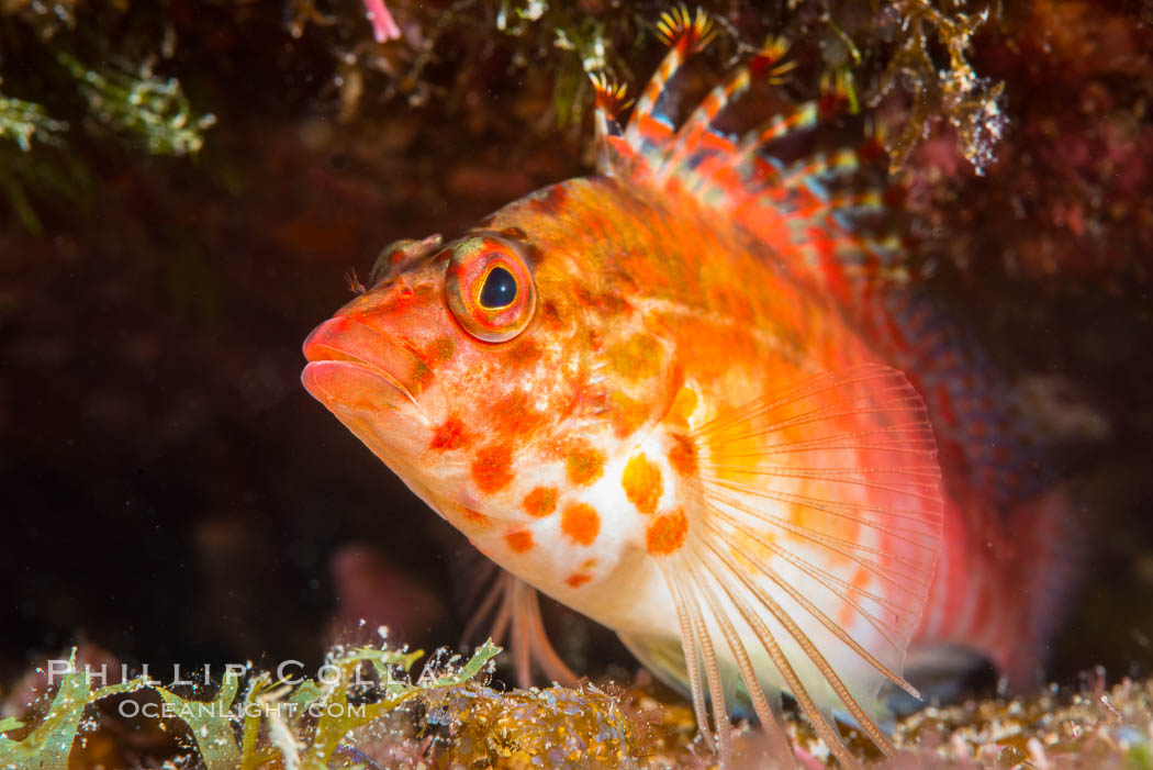 Coral Hawkfish, Sea of Cortez, Baja California. Isla San Diego, Mexico, natural history stock photograph, photo id 33564