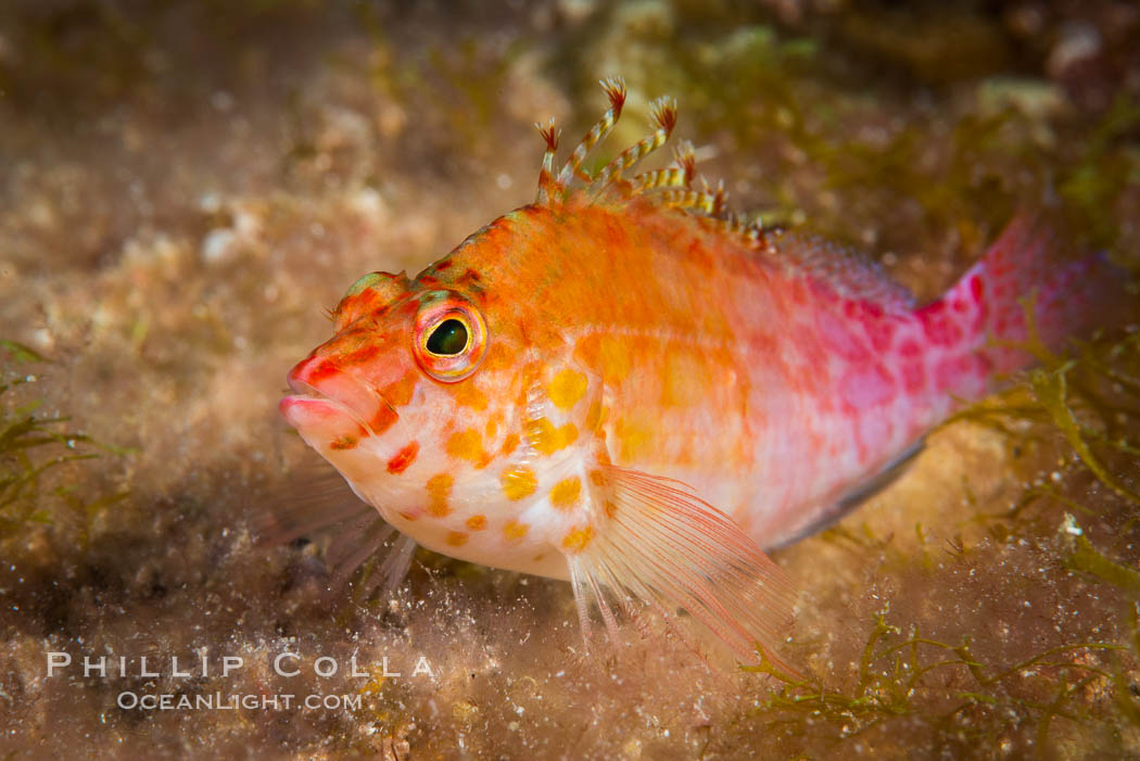 Coral Hawkfish, Sea of Cortez, Baja California. Isla San Diego, Mexico, natural history stock photograph, photo id 33592