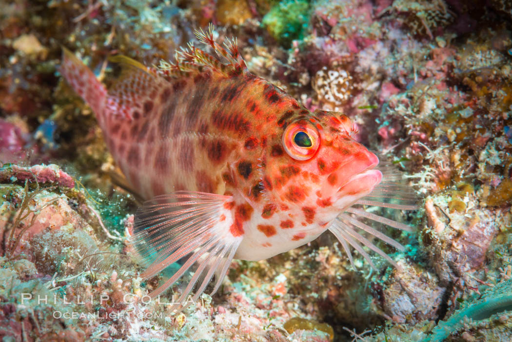 Coral Hawkfish, Sea of Cortez, Baja California. Mexico, natural history stock photograph, photo id 33608