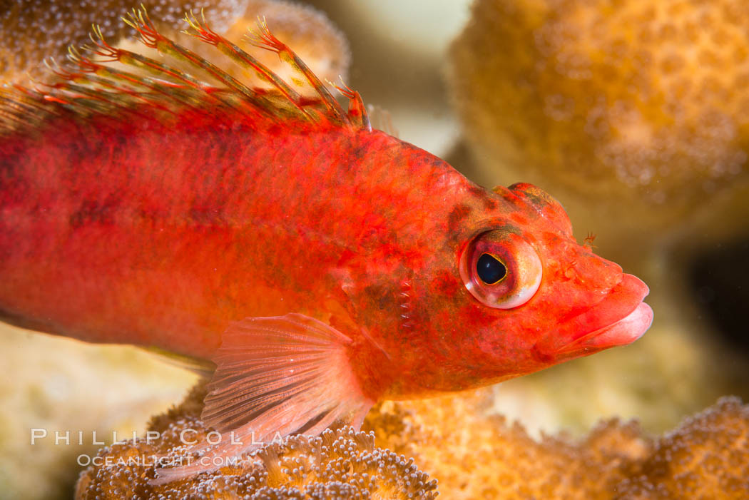 Coral Hawkfish, Sea of Cortez, Baja California. Isla San Francisquito, Mexico, natural history stock photograph, photo id 33644