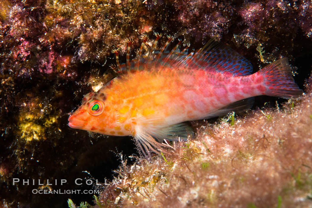 Coral Hawkfish, Sea of Cortez, Baja California. Isla San Diego, Mexico, natural history stock photograph, photo id 33543