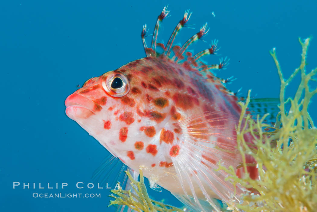 Coral Hawkfish, Sea of Cortez, Baja California. Mexico, natural history stock photograph, photo id 33611