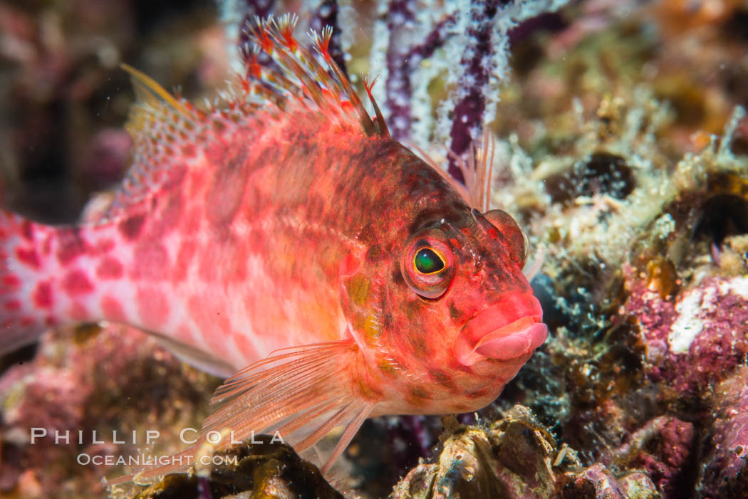 Coral Hawkfish, Sea of Cortez, Baja California. Isla Espiritu Santo, Mexico, natural history stock photograph, photo id 33775