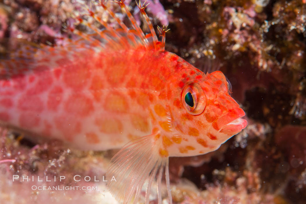 Coral Hawkfish, Sea of Cortez, Baja California. Isla San Diego, Mexico, natural history stock photograph, photo id 33537
