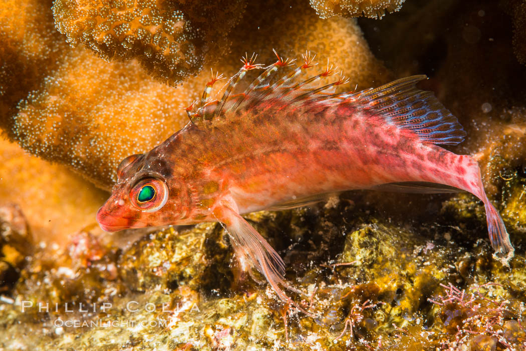 Coral Hawkfish, Sea of Cortez, Baja California. Isla San Diego, Mexico, natural history stock photograph, photo id 33545