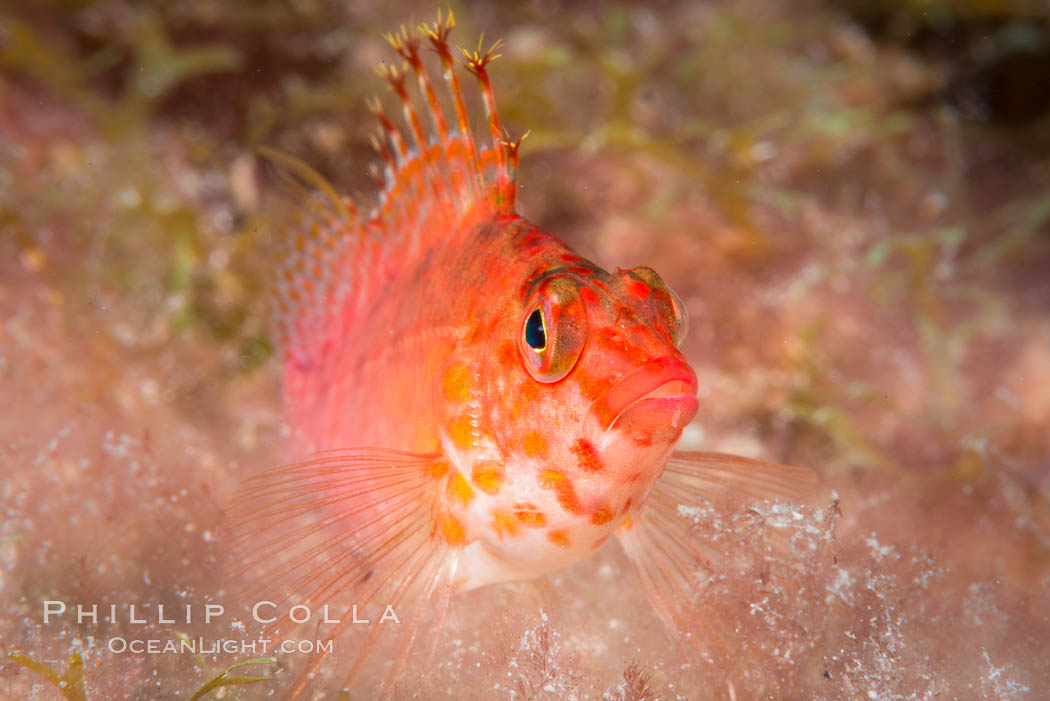 Coral Hawkfish, Sea of Cortez, Baja California. Isla San Diego, Mexico, natural history stock photograph, photo id 33553