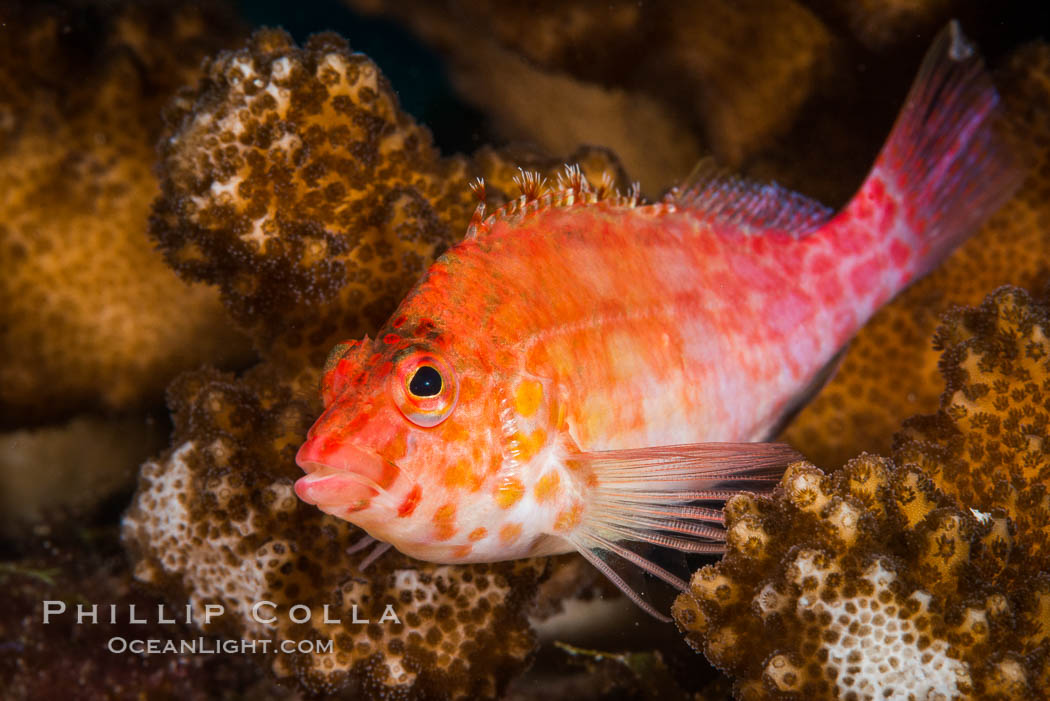 Coral Hawkfish, Sea of Cortez, Baja California. Isla San Diego, Mexico, natural history stock photograph, photo id 33593