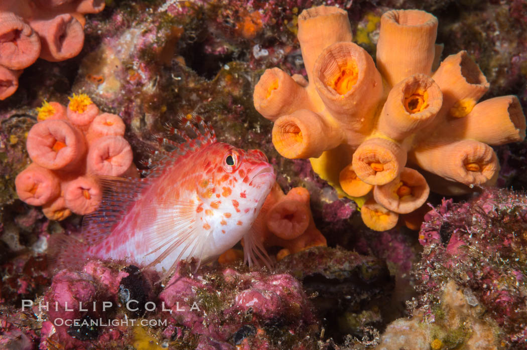 Coral Hawkfish, Sea of Cortez, Baja California. Isla Las Animas, Mexico, natural history stock photograph, photo id 33681