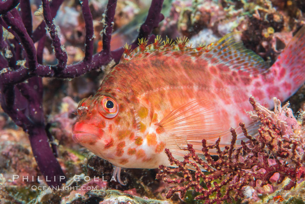 Coral Hawkfish, Sea of Cortez, Baja California. Isla Espiritu Santo, Mexico, natural history stock photograph, photo id 33773