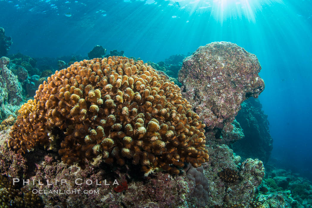 Coral Heads on Reef, Lobera San Rafaelito, Sea of Cortez. Baja California, Mexico, natural history stock photograph, photo id 33838