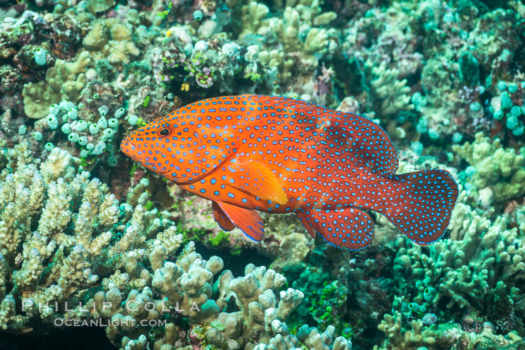 Coral Hind, Cephalopholis miniata, also known as Coral Trout and Coral Grouper, Fiji. Makogai Island, Lomaiviti Archipelago, Cephalopholis miniata, natural history stock photograph, photo id 31448