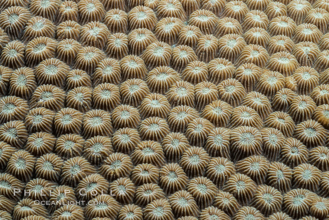 Closeup view of stony coral polyp details, Fiji. Makogai Island, Lomaiviti Archipelago, natural history stock photograph, photo id 31791