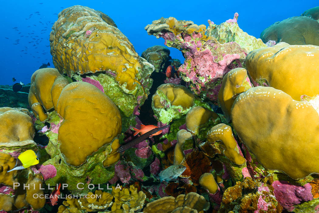 Coral Reef, Clipperton Island. France, natural history stock photograph, photo id 33000
