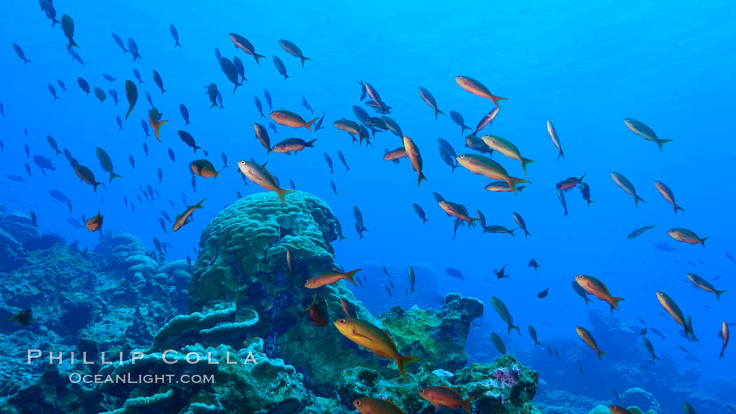 Coral Reef, Clipperton Island. France, natural history stock photograph, photo id 33009