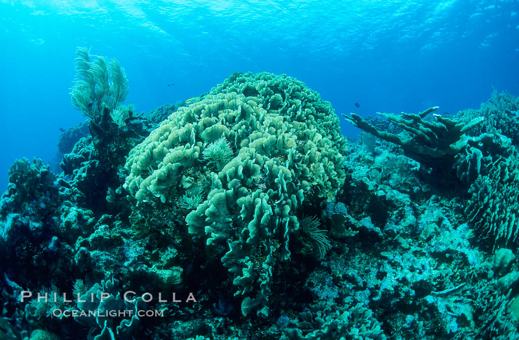 Coral reef. Roatan, Honduras, natural history stock photograph, photo id 05568